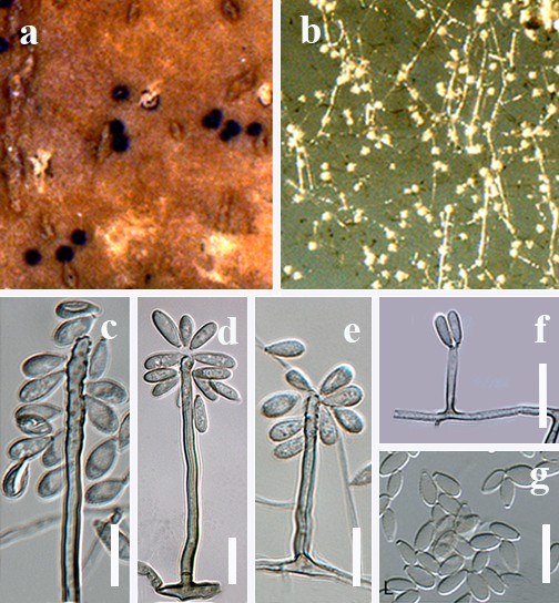 Figure 39